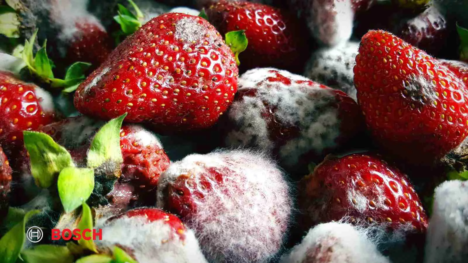 دلایل کپک زدن مواد غذایی در یخچال