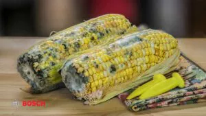 علت کپک زدن مواد غذایی در یخچال