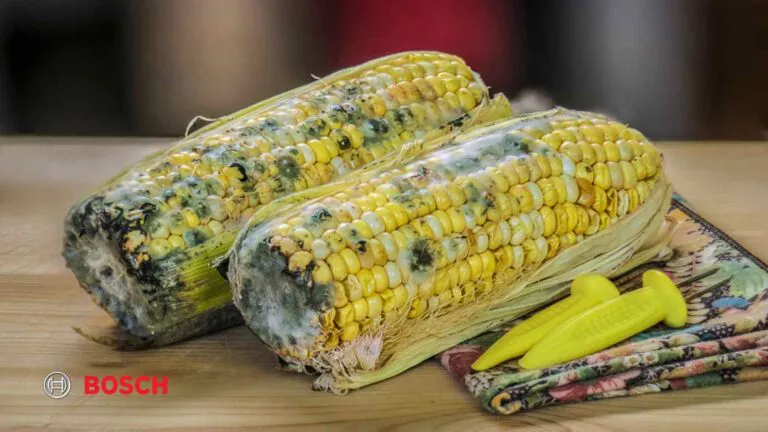 علت کپک زدن مواد غذایی در یخچال